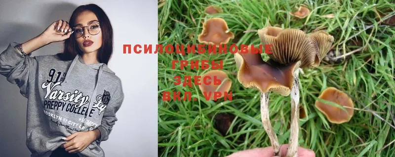 Галлюциногенные грибы Psilocybe  Заозёрск 